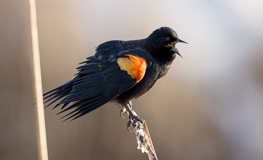 Bird Science - Red-winged blackbird