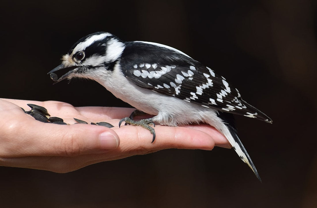 Bird Science - Downy Woodpecker