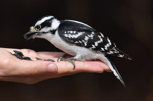 Bird Science - Downy Woodpecker