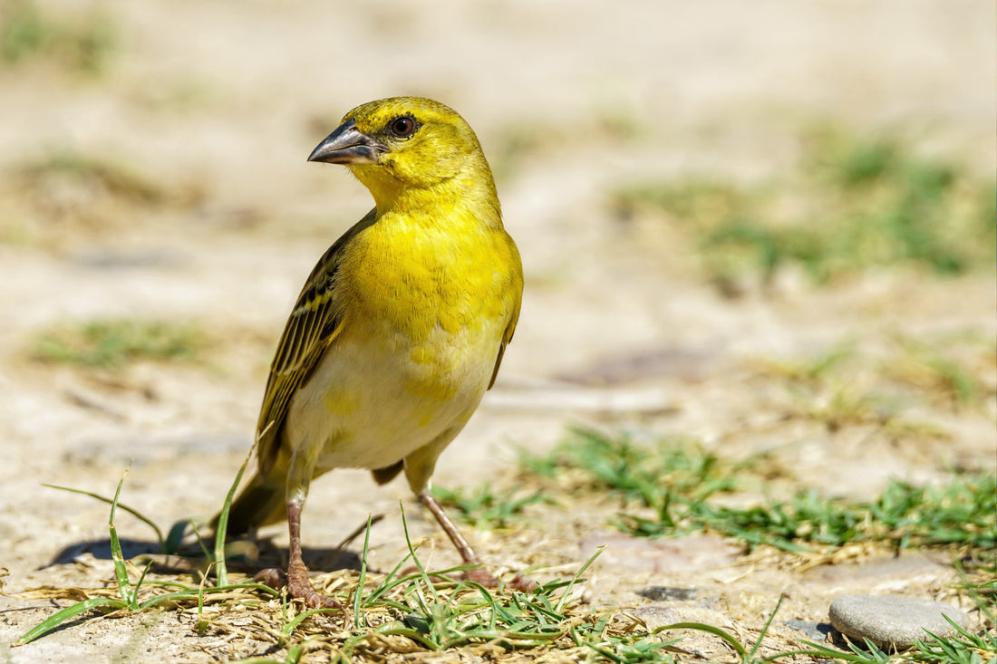 Bird Science - American Goldfinch