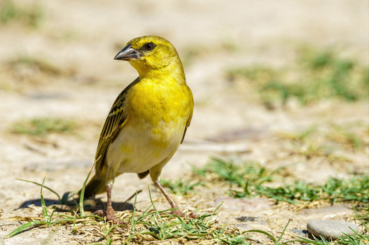 Bird Science - American Goldfinch