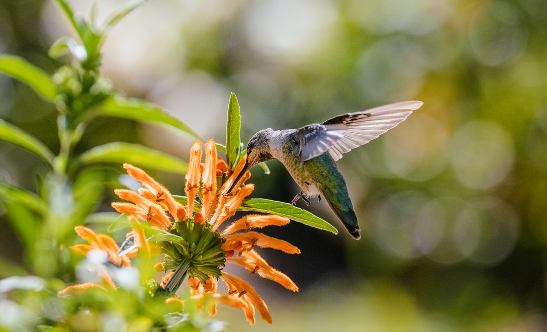 Bird Science - Anna's Hummingbird