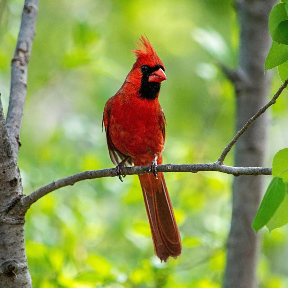 Bird Science